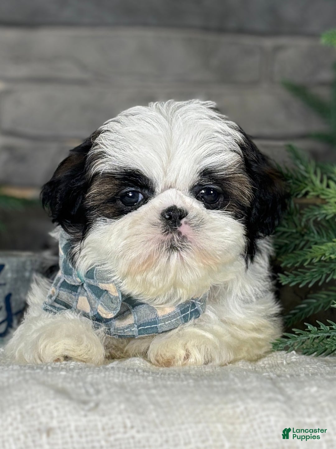 Shih Tzu dogs for sale: Spriggs - Ad 1