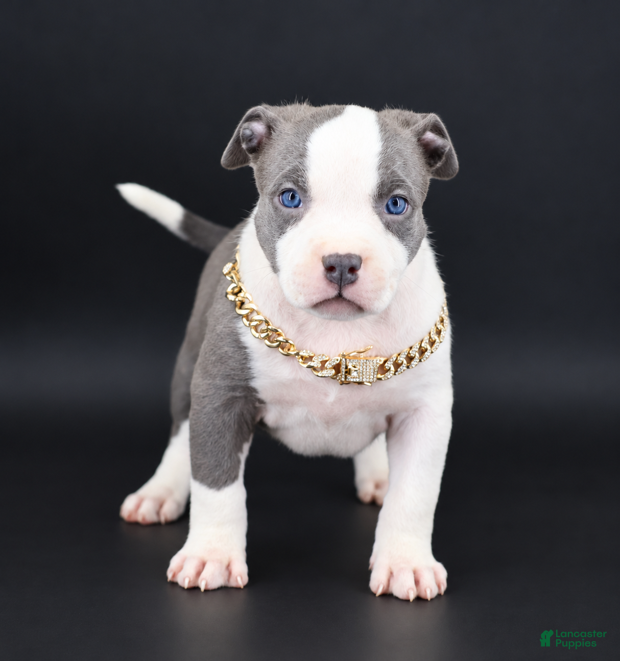 American Bully dogs Judith - XL - ABKC - Ad 1