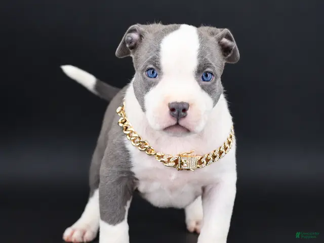 American Bully dogs for sale: Judith - XL - ABKC - Ad 1