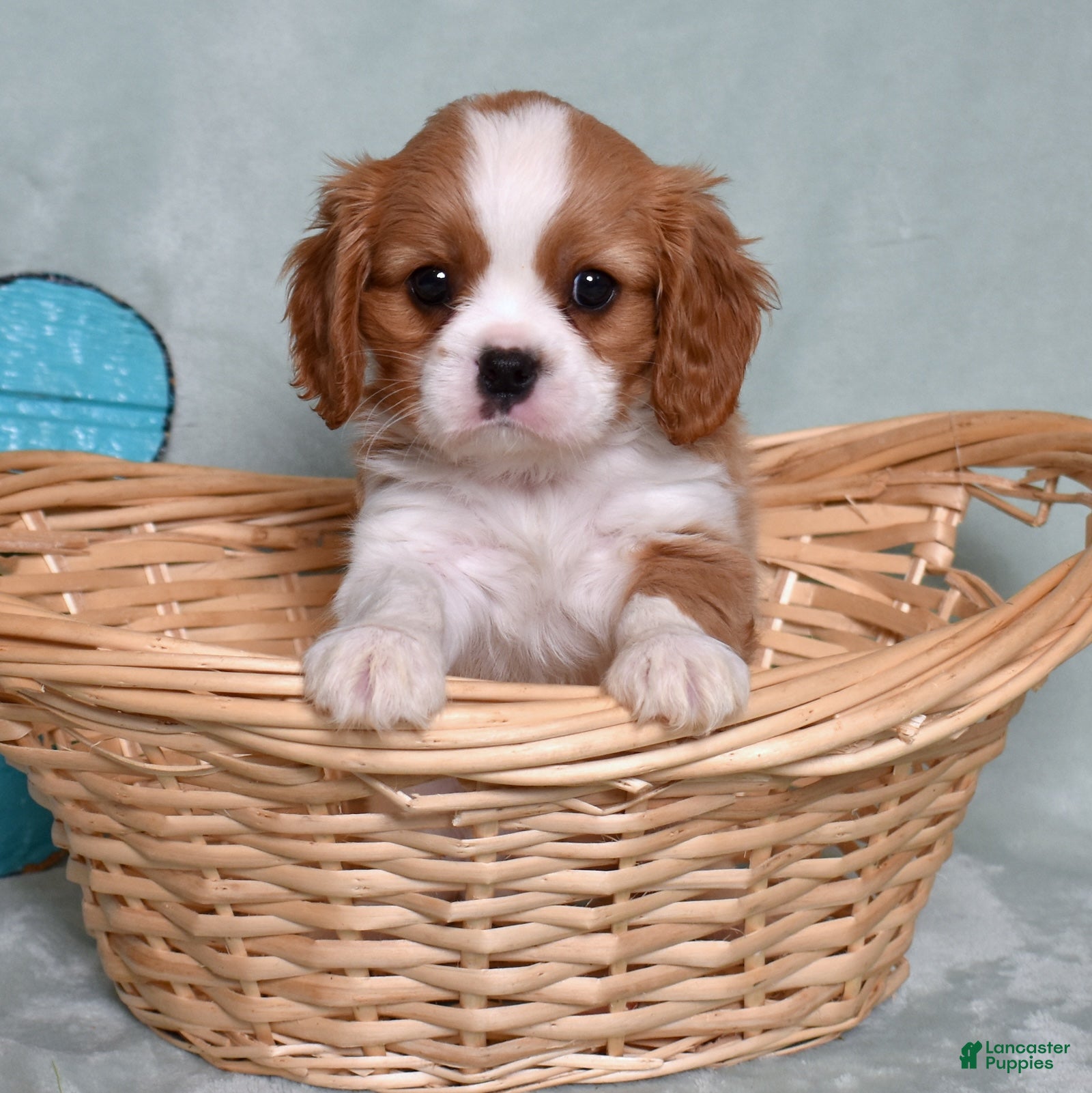 Cavalier King Charles Spaniel dogs Corduroy  - Ad 1