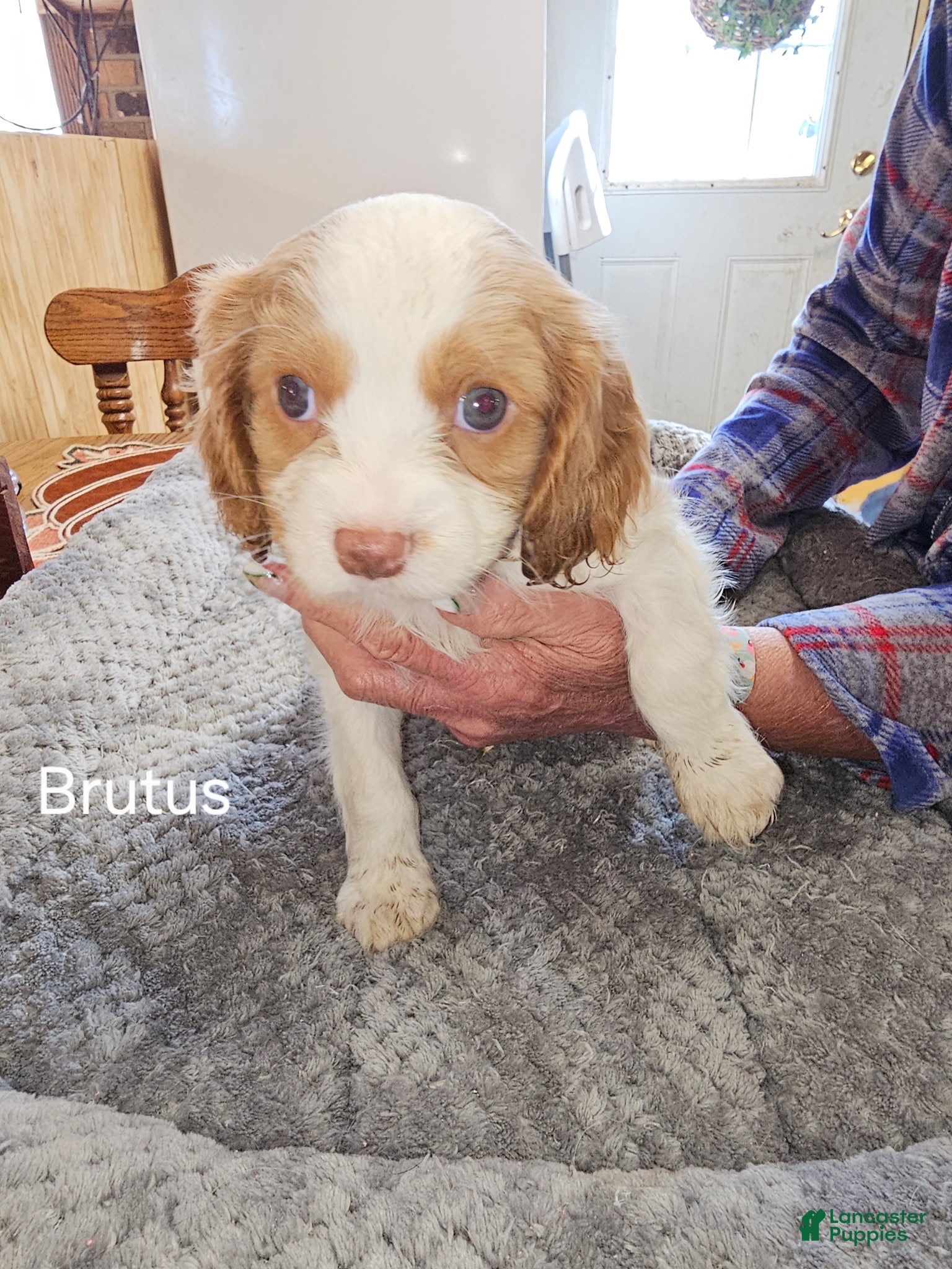 Cavalier King Charles Spaniel dogs Cavalier King Charles Spaniel Puppy 3 - Ad 7