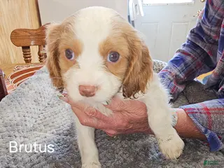 Cavalier King Charles Spaniel dogs Cavalier King Charles Spaniel Puppy 3 - Ad 7