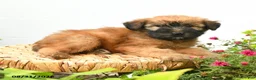 Soft Coated Wheaten Terrier dogs for sale: Chance - Ad 5