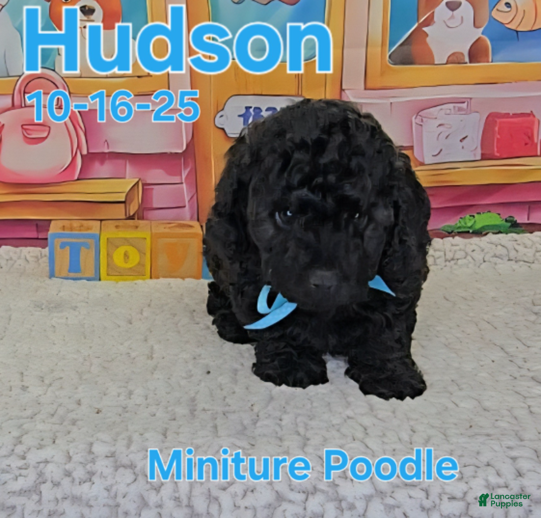Toy Poodle dogs for sale: Hudson - Ad 5