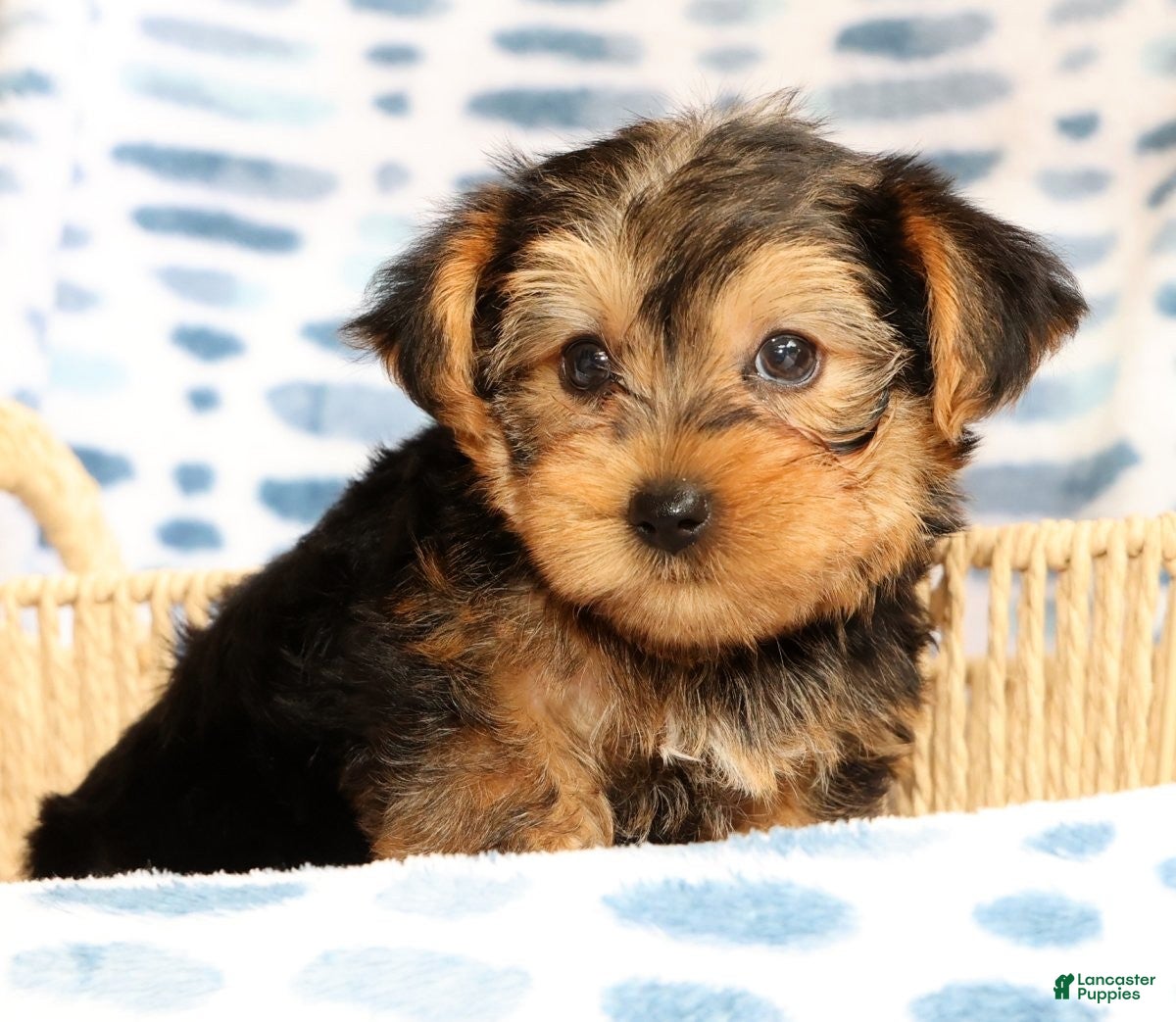 Yorkshire Terrier dogs Bo - Ad 1