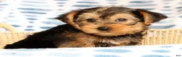 Yorkshire Terrier dogs for sale: Bo - Ad 1
