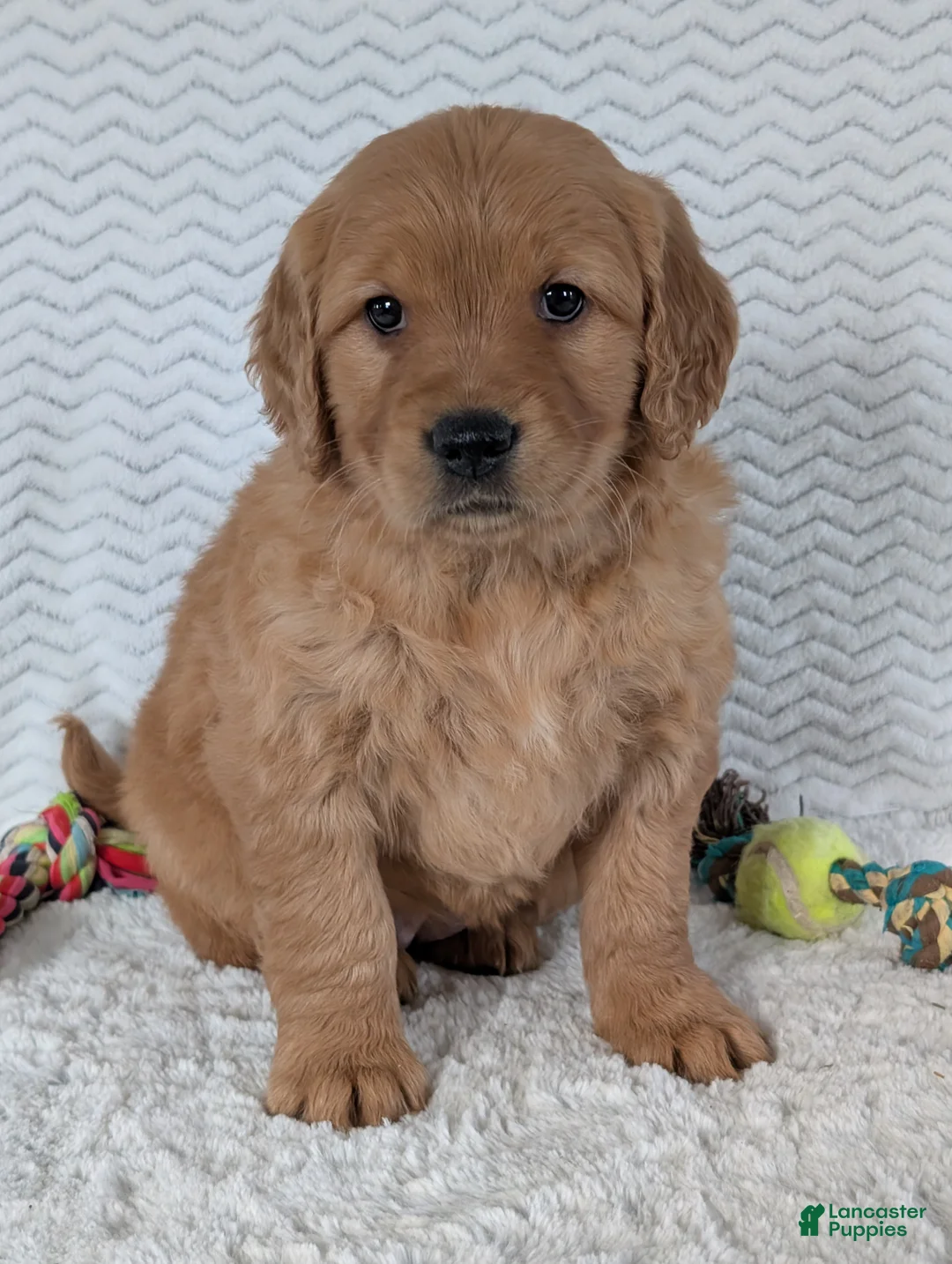 Golden Retriever dogs for sale: Miss Honey  - Ad 12