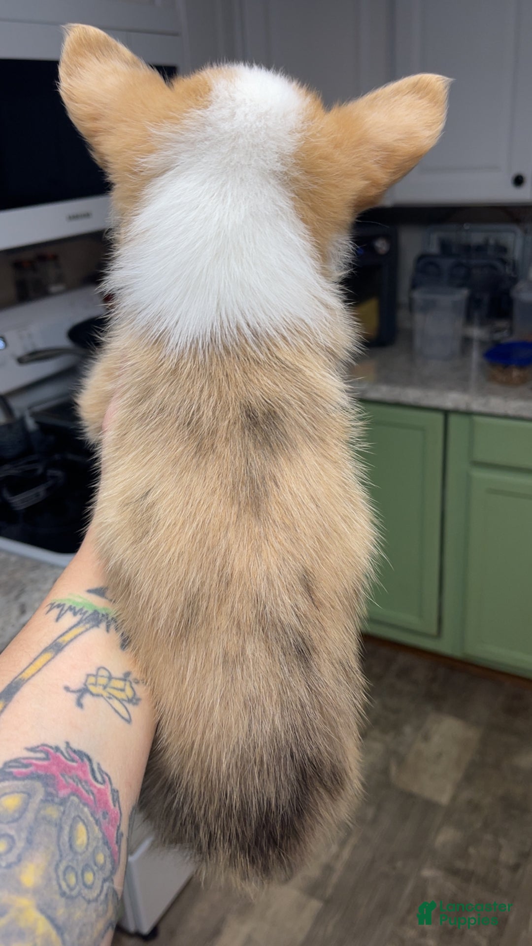 Welsh Corgi Pembroke dogs for sale: Chip - Ad 4