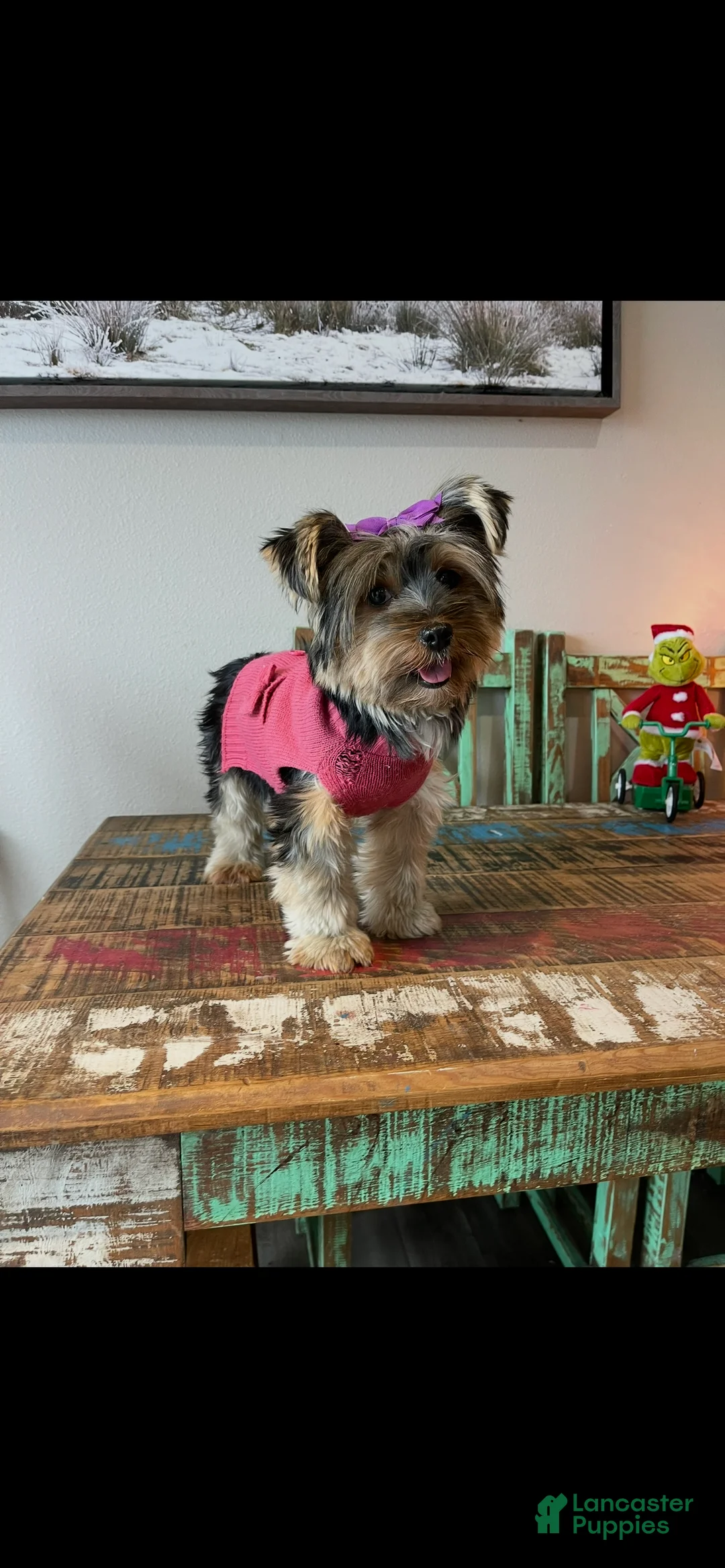 Yorkshire Terrier dogs for sale: Mable - Ad 3