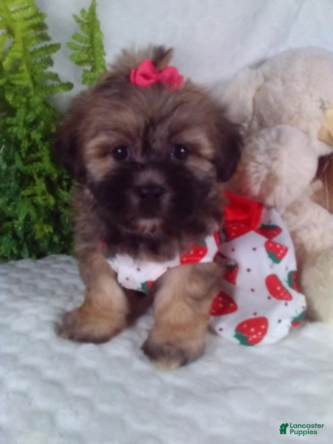 Shih Tzu dogs for sale: Callie - Ad 1