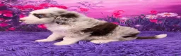 Mini Sheepadoodle dogs for sale: Snickers - Ad 3