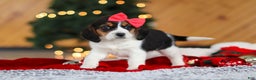 Beagle dogs for sale: Violet  - Ad 6