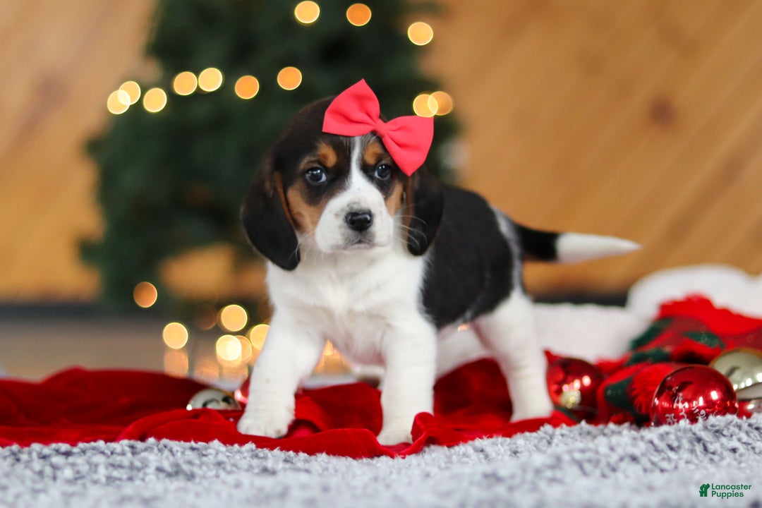 Beagle dogs for sale: Violet  - Ad 6
