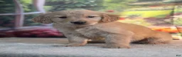 Golden Retriever dogs for sale: Nola - Ad 4