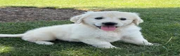 Golden Retriever dogs for sale: Pickles - Ad 3