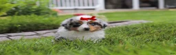 Miniature Australian Shepherd dogs for sale: Bonnie - Ad 5