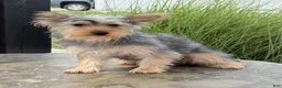 Yorkshire Terrier dogs for sale: Anita - Ad 5