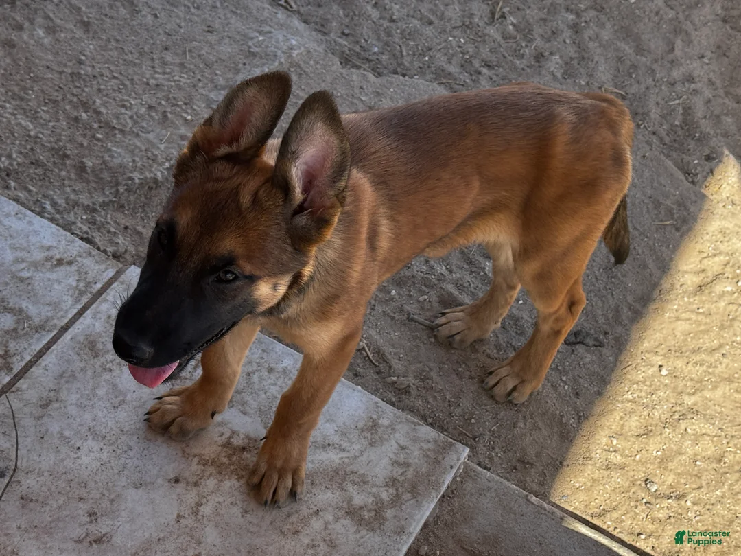 Belgian Malinois dogs for sale: Dina - Ad 1