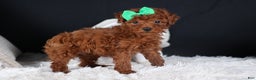 Miniature Poodle dogs for sale: BUSTER - Ad 7