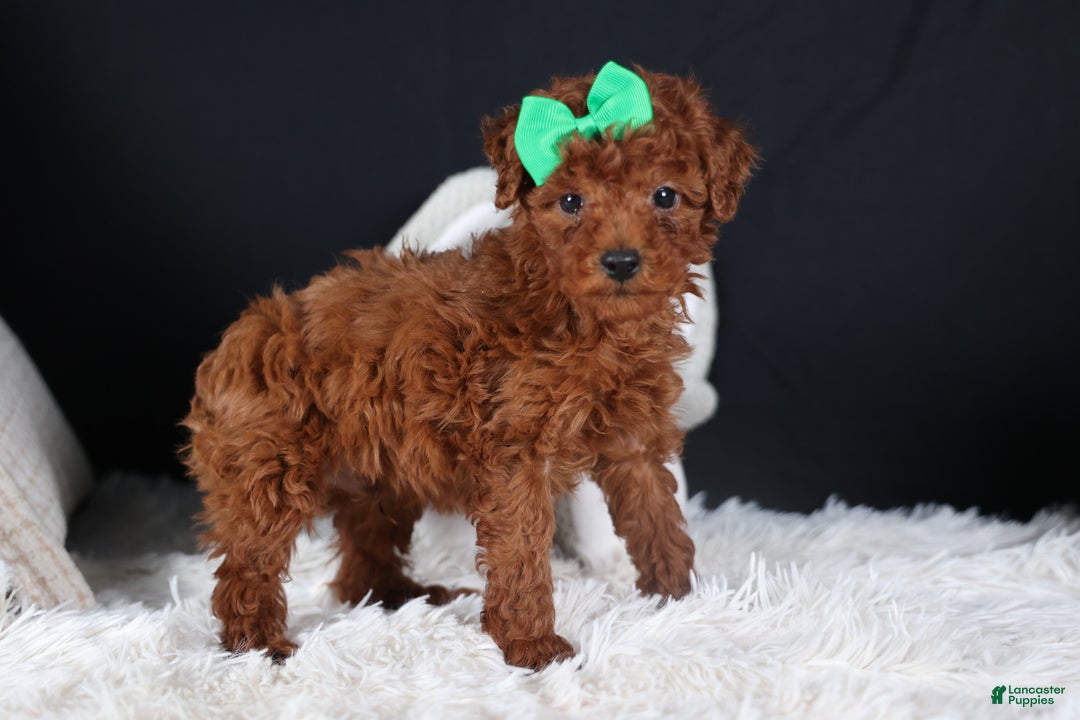 Miniature Poodle dogs for sale: BUSTER - Ad 7