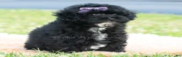 Toy Poodle dogs for sale: Paisley - Ad 2