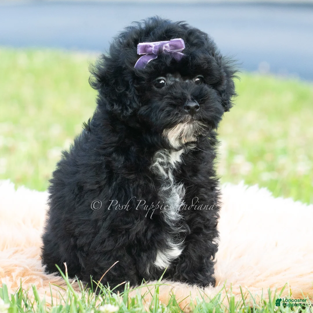 Toy Poodle dogs for sale: Paisley - Ad 2