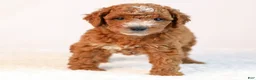 Mini Goldendoodle dogs for sale: Kobe - Ad 3