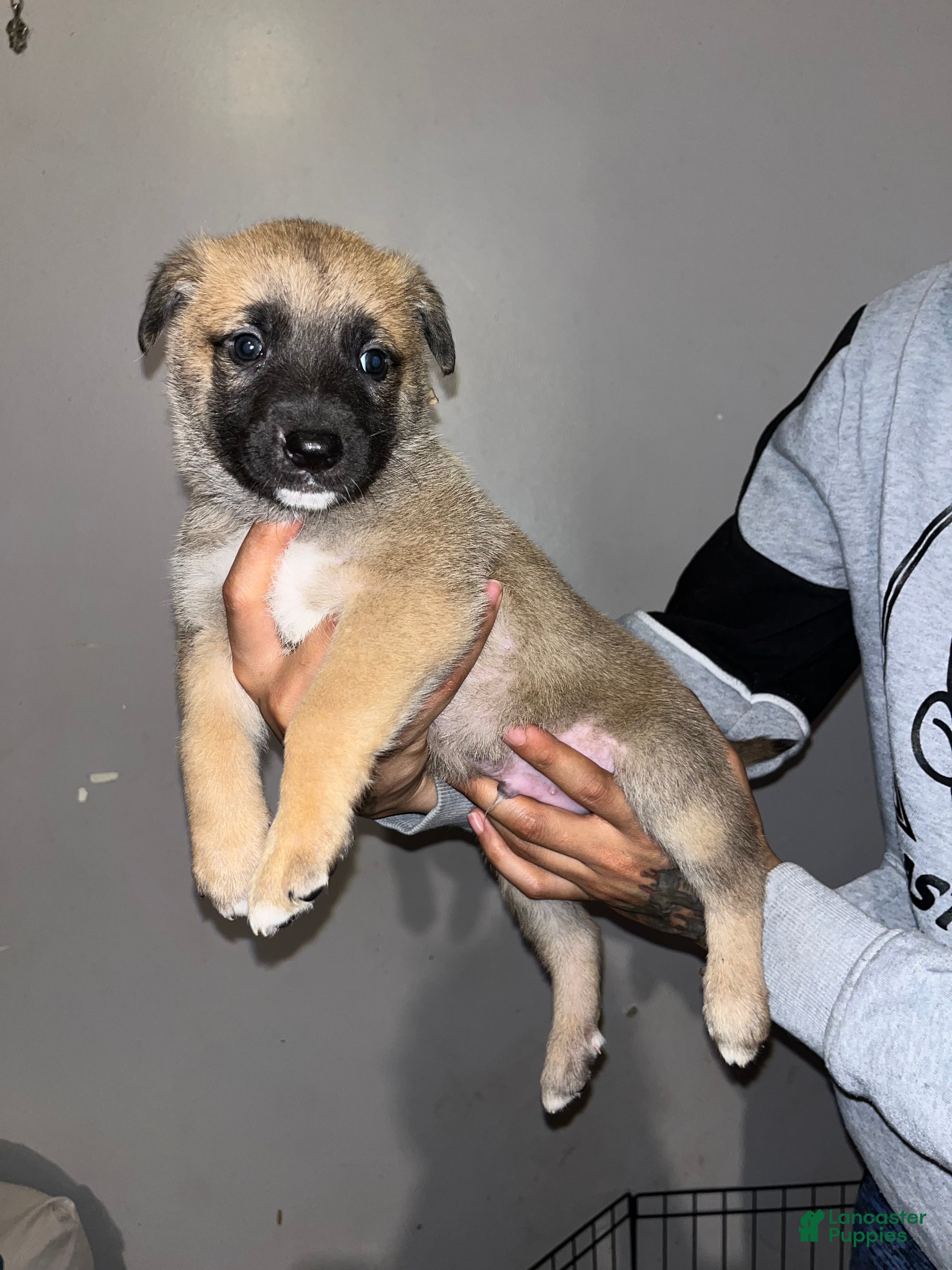 Mixed Breed dogs White - Ad 1