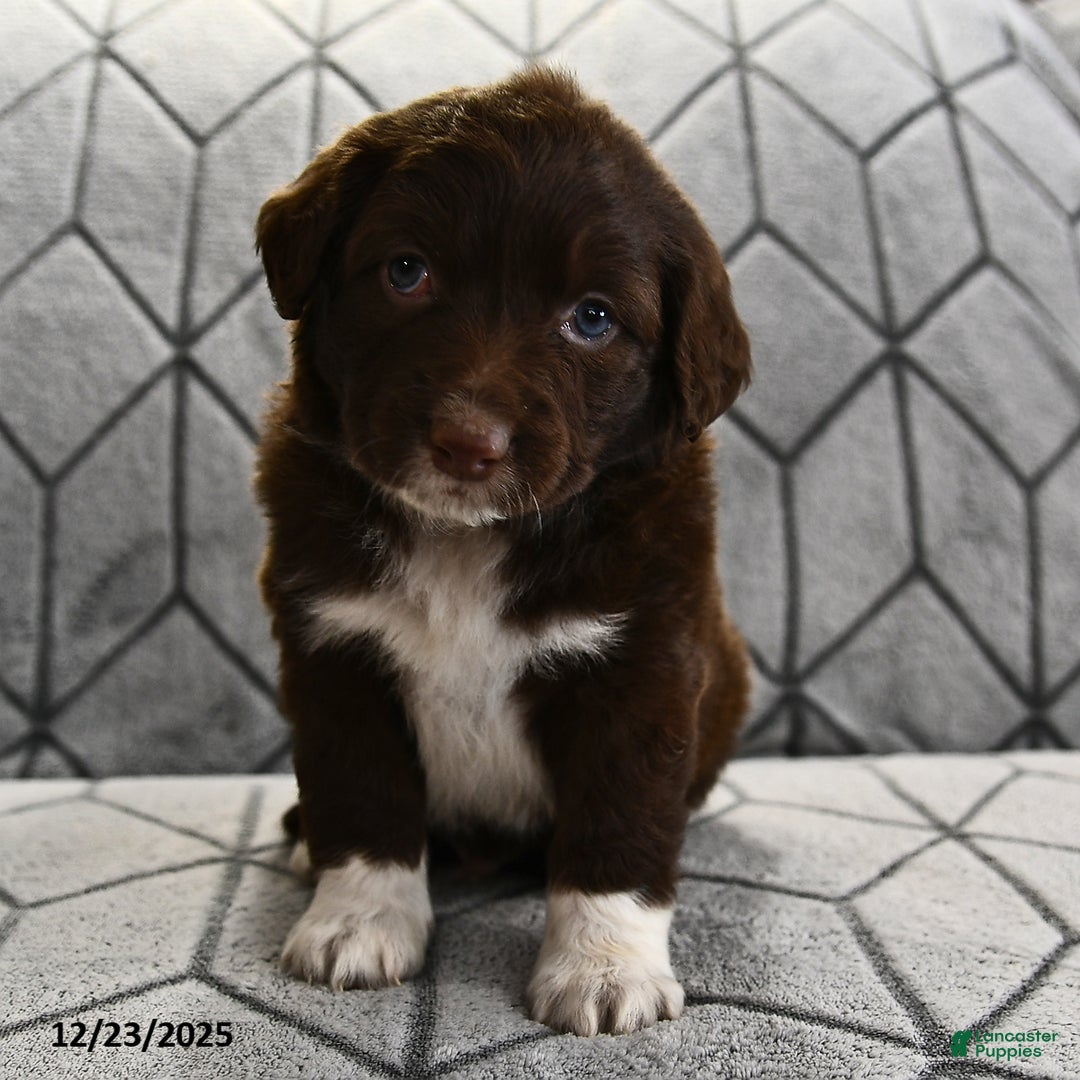 Portuguese Water Dog dogs for sale: Dusky - Ad 12