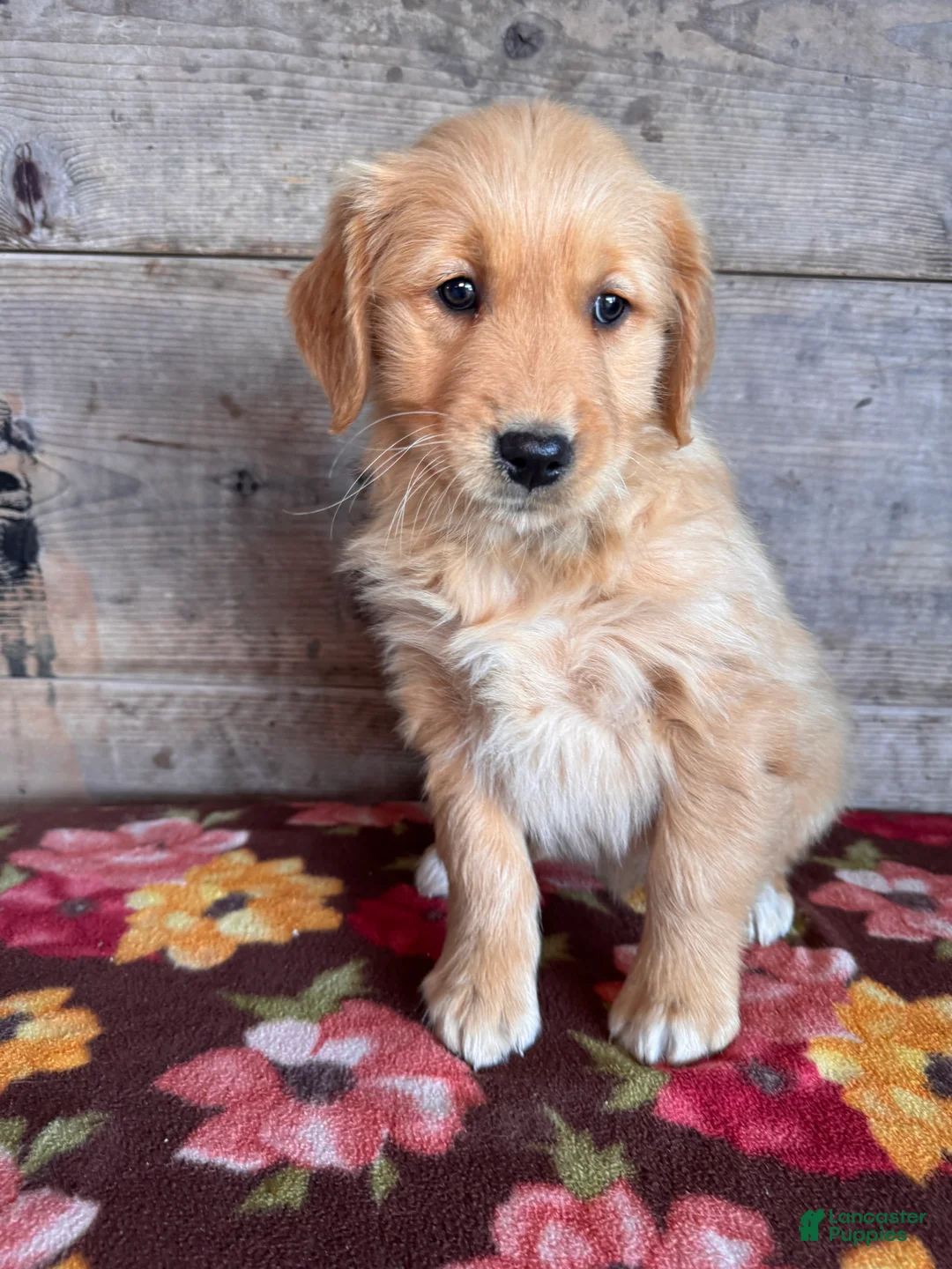 Golden Retriever dogs for sale: Golden Retriever Puppy 2 - Ad 2