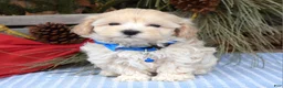 Maltipoo dogs for sale: Maverick - Ad 11