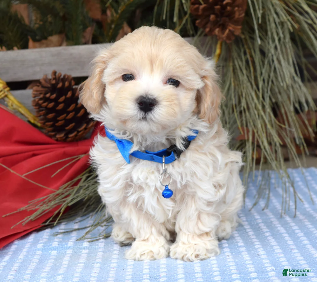Maltipoo dogs for sale: Maverick - Ad 11