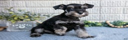 Miniature Schnauzer dogs for sale: Jolen - Ad 2
