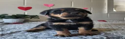 Rottweiler dogs for sale: Blake - Ad 2