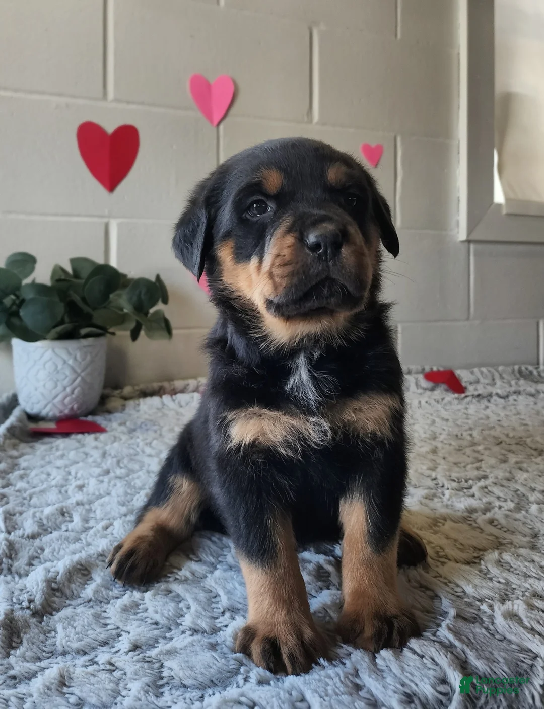 Rottweiler dogs for sale: Blake - Ad 2