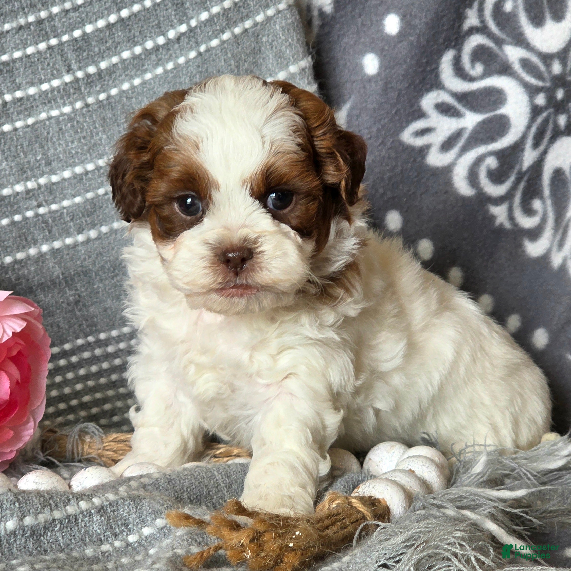 Shihpoo dogs Billy - Ad 2
