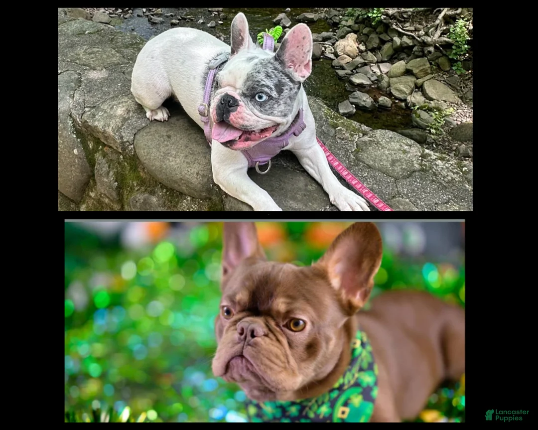 French Bulldog dogs for sale: Cruella French bulldog  - Ad 7