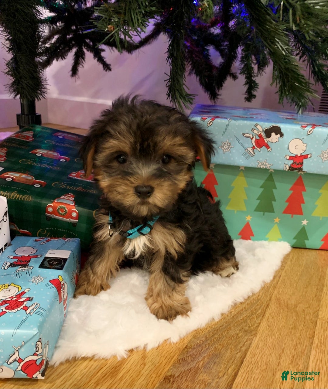 Yorkshire Terrier dogs for sale: Rudolph - Ad 7