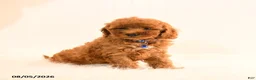 Cavapoo dogs for sale: Isaac - Ad 3