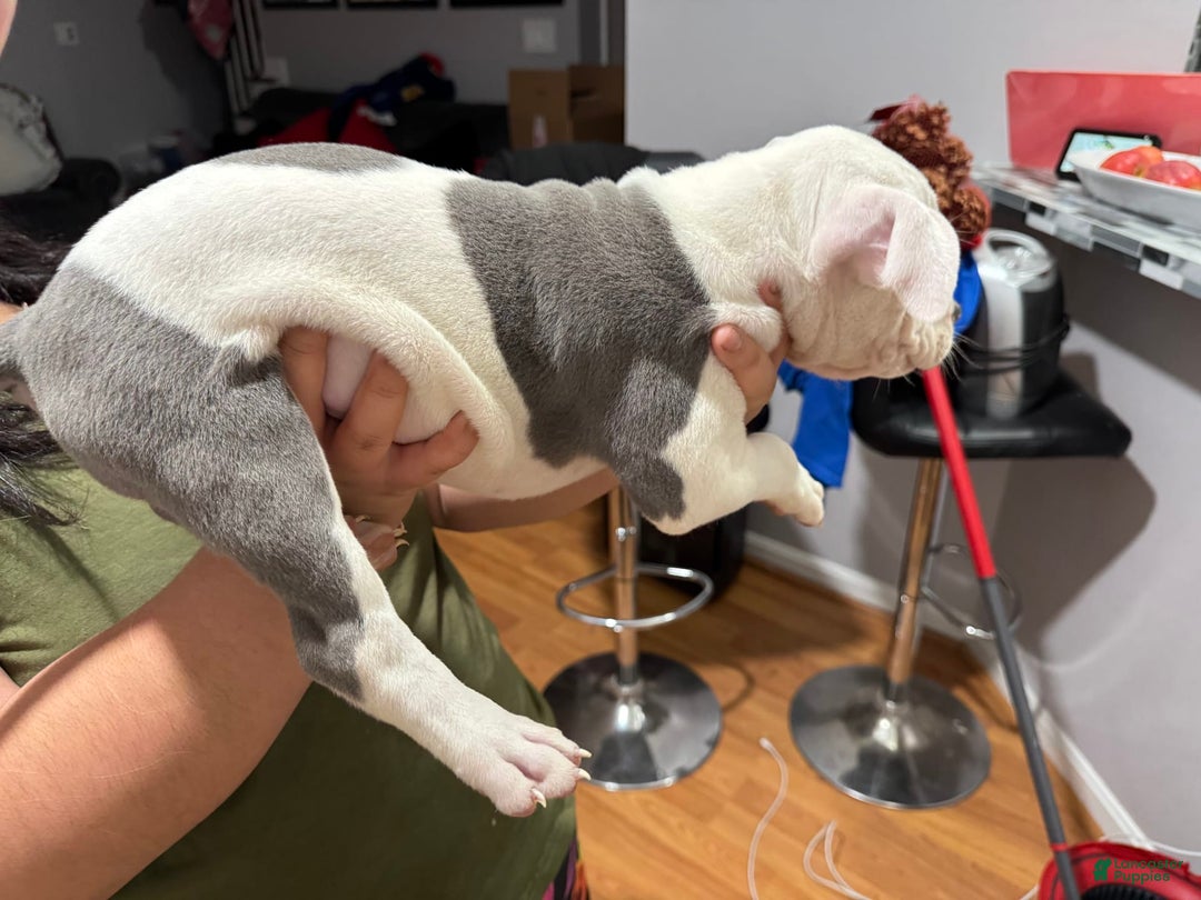 Gallery Image {{count}}