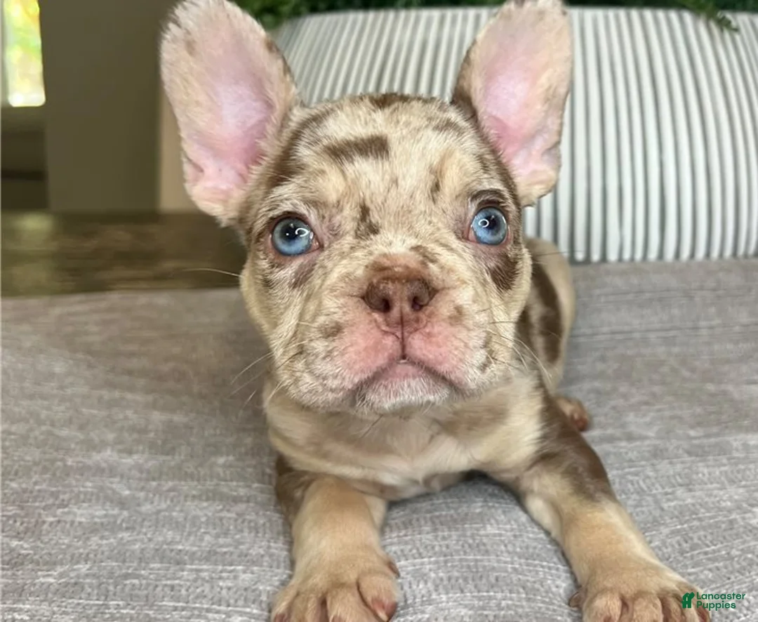 French Bulldog dogs for sale: Blaine - Ad 1
