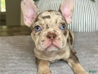 French Bulldog dogs Blaine - Ad 28