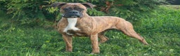 Boxer dogs for sale: Sam - Ad 8