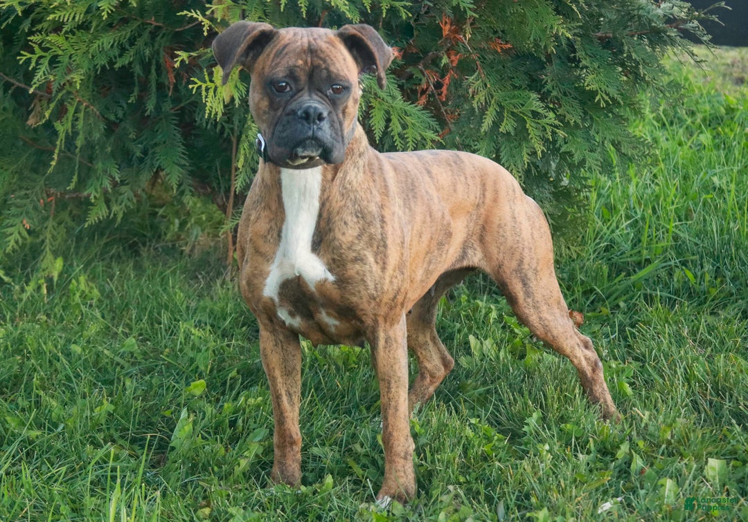 Boxer dogs for sale: Sam - Ad 8