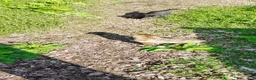 Mixed Breed dogs for sale: Mixed Breed 2 - Ad 3