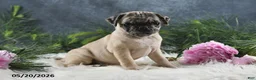 Pug dogs for sale: Gracelyn - Ad 7