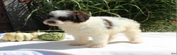 Miniature Poodle dogs for sale: Stella - Ad 4