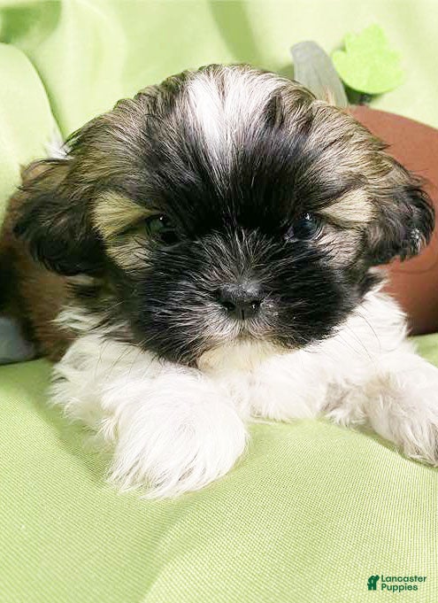 Shih Tzu dogs Lucky - Ad 27