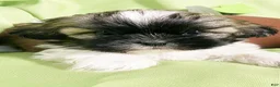 Shih Tzu dogs for sale: Lucky - Ad 1