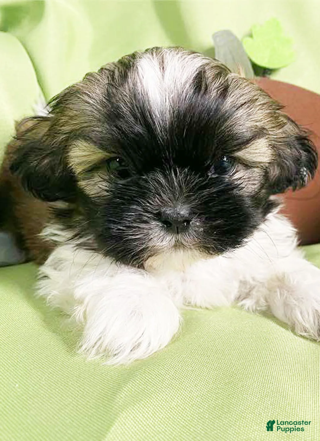Shih Tzu dogs for sale: Lucky - Ad 1
